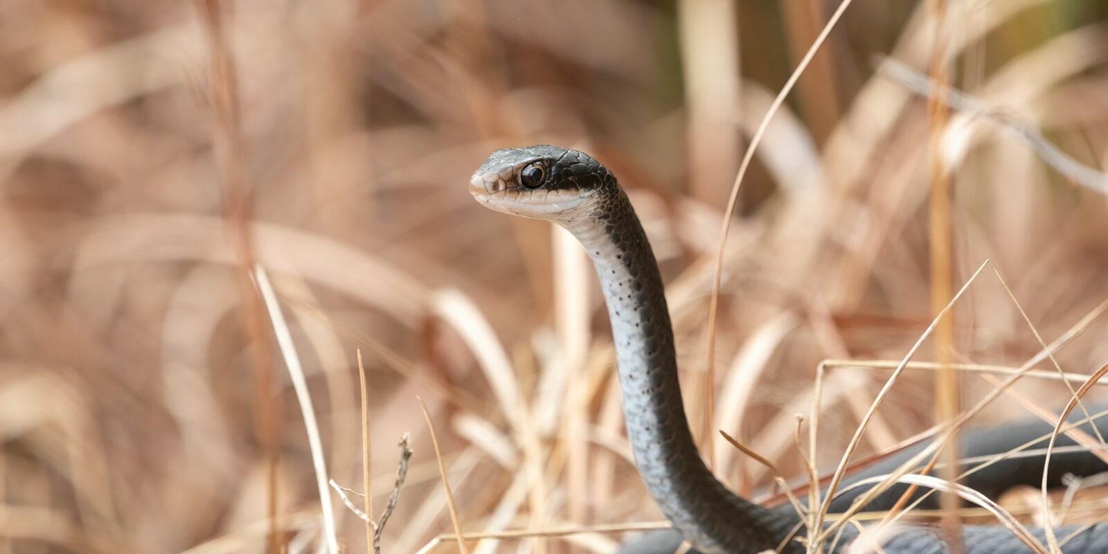 a close up of a snake in the grass
