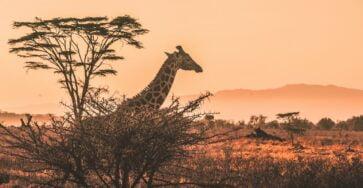 black and white giraffe on brown grass field
