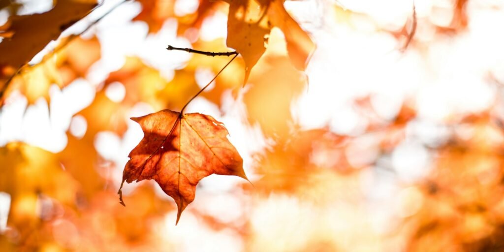 close-up photography of maple leafs with shallow depth of field