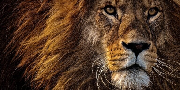 lion, animal, mammal