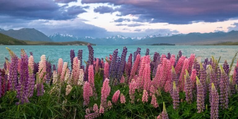 A field of flowers next to a body of water